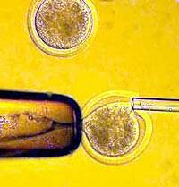 Científicos británicos clonarán un embrión con genes de dos madres