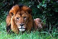 Los leones de Tanzania se convierten en devoradores de hombres