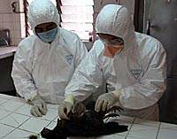 La ONU estima que una epidemia de gripe aviar causaría 150 millones de muertes en el mundo
