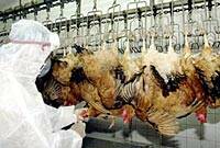 La amenaza de la gripe aviar alerta a Europa