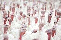 El virus de la gripe aviar provoca la muerte de 2.000 aves en Turquía