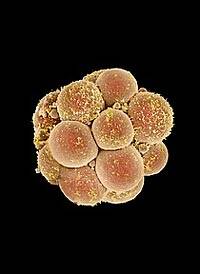 Nueva alternativa para obtener células madre sin destruir embriones