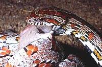 La serpiente de cascabel se hace amiga del hámster al que debía devorar