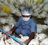 La ONU alerta a las empresas del peligro de la ’gripe aviar’