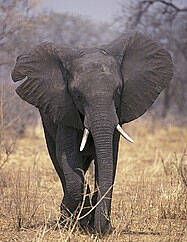Los elefantes ni olvidan ni perdonan