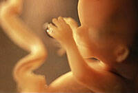 Los cordones umbilicales, alternativa ética a la experimentación con embriones