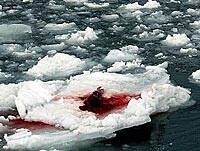 Comienza la matanza de focas