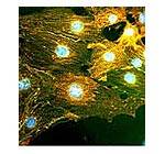 Las células madre de los testículos muestran propiedades similares a las embrionarias