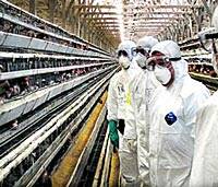 La gripe aviar ya ha causado este año más muertes que en 2005
