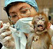 Confirman que el virus del sida se originó en chimpancés de Camerún