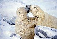 Un estudio sugiere que los osos polares se vuelven caníbales por el calentamiento global