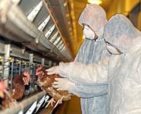La OMS admite que la gripe aviar ya se ha transmitido entre humanos