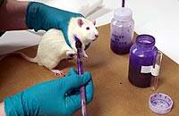 El trasplante de células embrionarias regenera en parte el sistema nervioso de ratas
