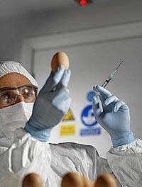 La cepa más mortífera del virus H5N1 llega a Europa por segunda vez en 2007