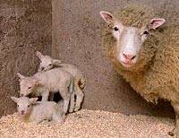 Diez años después de Dolly, la clonación animal (y humana) mantiene preguntas sin respuesta