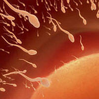 Con esperma de células madre no harán falta varones para engendrar hijos