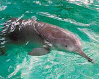 El hombre provoca la extinción del delfín blanco del río Yangtsé