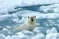 El Ártico ya alcanza los 22 grados en verano