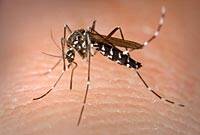 El mosquito que transmite el dengue alcanza el norte de los Alpes suizos