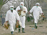 La gripe aviar avanza en Asia