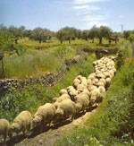 Los grupos humanos se comportan de forma idéntica a un rebaño de ovejas