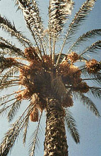 Científicos israelíes hacen germinar la semilla de una palmera de los tiempos de Jesús