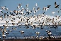 Las aves migratorias surfean sobre invisibles tablas de viento que se abren y se cierran