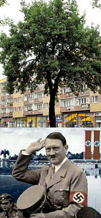 Un roble, regalo de Hitler a una ciudad polaca, para construir una sinagoga