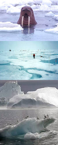 El cambio climático transforma la vida en el Ártico