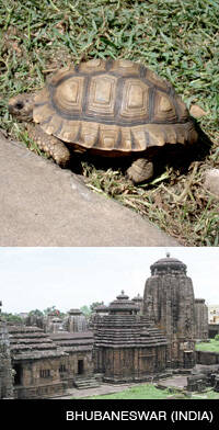 En India creen que una tortuga es la encarnación de una deidad