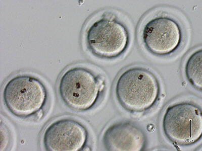 Investigadores españoles logran marcar embriones con microchips