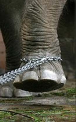 Prisioneros: el elefante encadenado
