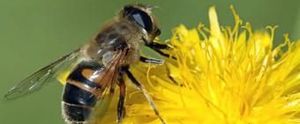 La mortalidad masiva de abejas amenaza la alimentación mundial