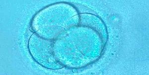 La UE considera al embrión «ser humano» desde la concepción