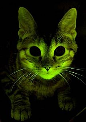 Gatos fluorescentes inmunes a la infección del virus del sida