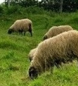 Sobre econom&iacute;a&hellip; en Proverbios