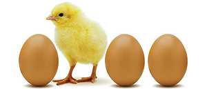 Dios, el huevo y la gallina