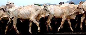 “Zafnat-panea” y el sueño de las vacas