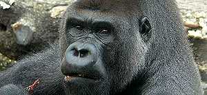 Gorilas y hombres ¿antepasado común?