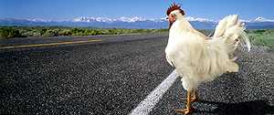 ¿Por qué el pollo cruzó la carretera?