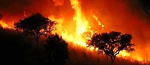 Al Qaeda está tras los incendios forestales en Europa