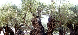 Los olivos de Getsemaní tienen más de 900 años