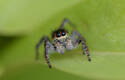 Araña saltadora