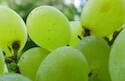 Soliloquio: las doce uvas