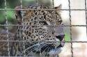 Leopardo