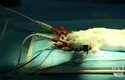 Logran un trasplante de cabeza en ratones