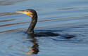 Cormorán grande