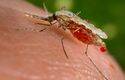 La malaria en los límites del darwinismo (y II)