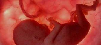 Los embriones dejan huella en el cerebro materno