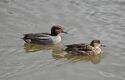 Pareja de patos cercetas